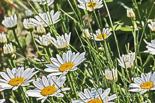Flowers Art Print featuring the photograph Wild White Daisies Unpicked in th eField by David Frederick