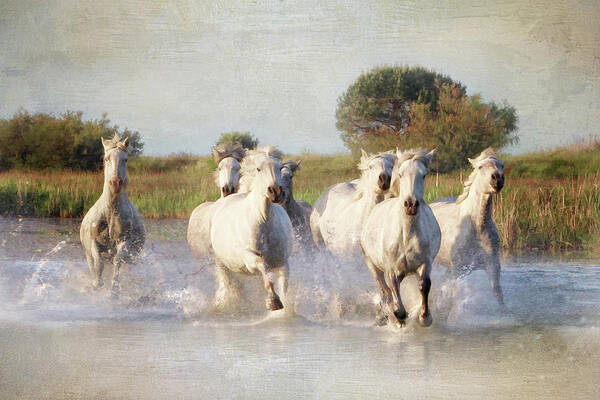 Horse Art Print featuring the photograph Wild White Horses of the Camargue Vl by Karen Lynch