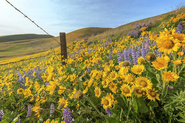 Landscape Art Print featuring the photograph Wildflower Bonanza by Jon Ares