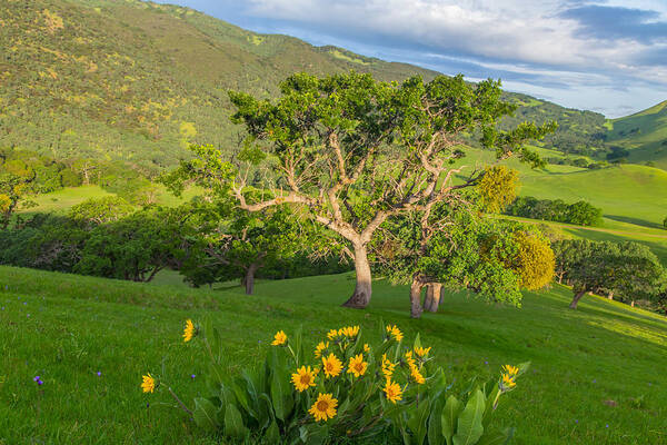 Landscape Art Print featuring the photograph Wildflowers Above Round Valley by Marc Crumpler