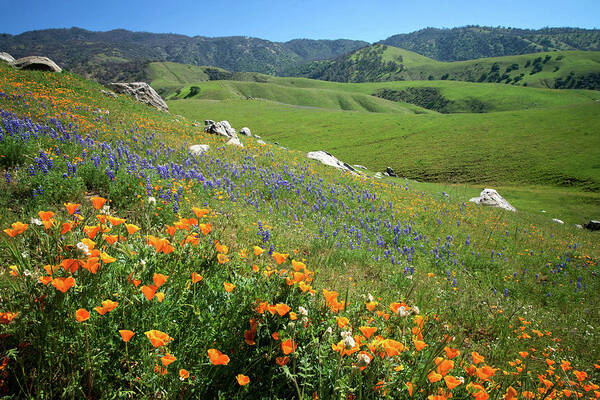 Arvin Art Print featuring the photograph Wildflowers Along Bear Mountain Road by Lynn Bauer