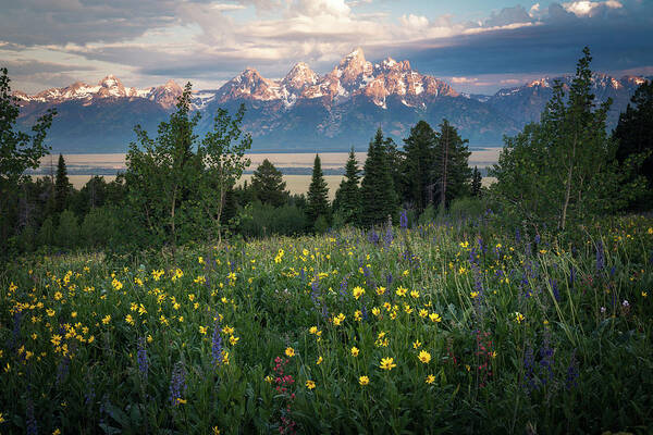 Tetons Art Print featuring the photograph Wildflowers at Grand Teton National Park by James Udall