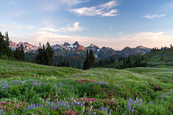 Alpine Art Print featuring the photograph Wildflowers at Paradise by Michael Russell