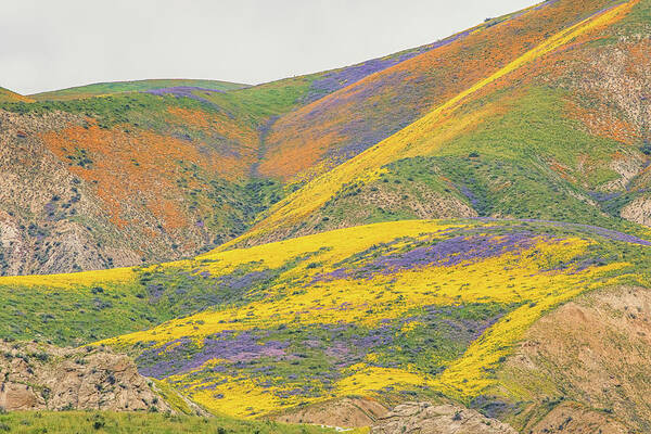 California Art Print featuring the photograph Wildflowers at the Summit by Marc Crumpler