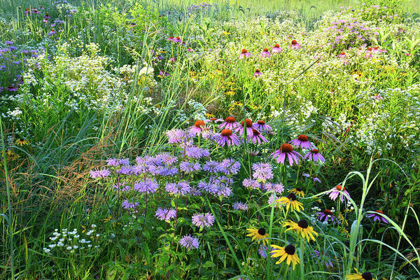 Mchenry County Conservation District Art Print featuring the photograph Wildflowers in Moraine Hills State Park by Ray Mathis