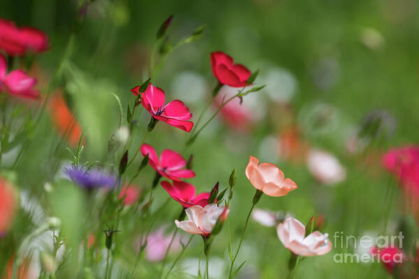 Summer Art Print featuring the photograph Wildflowers Meadow by Eva Lechner