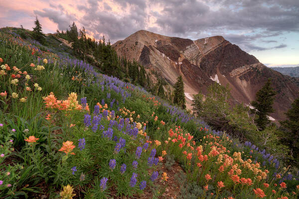 Landscape Art Print featuring the photograph Wildflowers with Twin Peaks at Sunset by Brett Pelletier