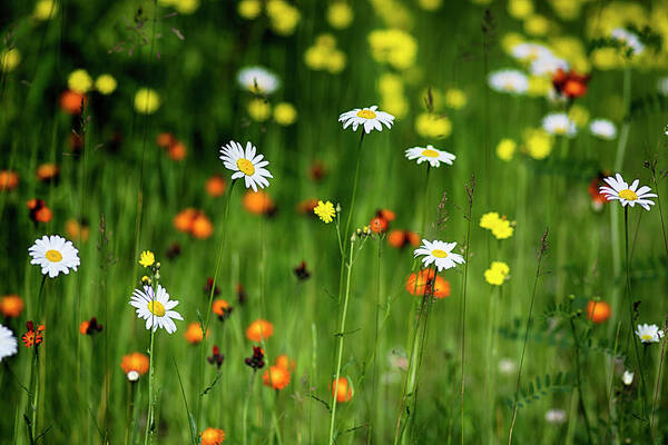  Art Print featuring the photograph Wildflowers2 by Dan Hefle