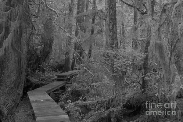 Black And White Art Print featuring the photograph Willowbrae Rainforest Black And White by Adam Jewell