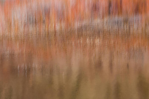 The Vibrance Of Willow Bark In Winter Draws Me To The Edges Of Creeks Art Print featuring the photograph Willows And Reeds Along Dugout Pond by Deborah Hughes