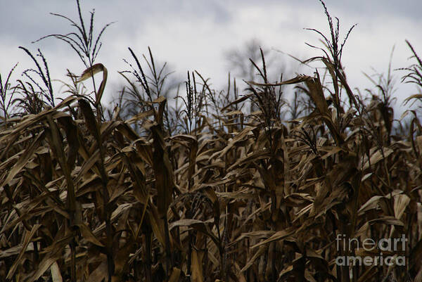 Corn Art Print featuring the photograph Wind Blown by Linda Shafer