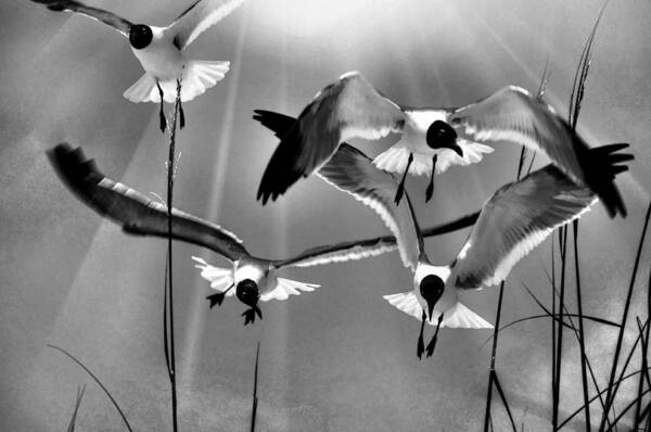Sea Gulls Art Print featuring the photograph Wind Swept BW by Jan Amiss Photography