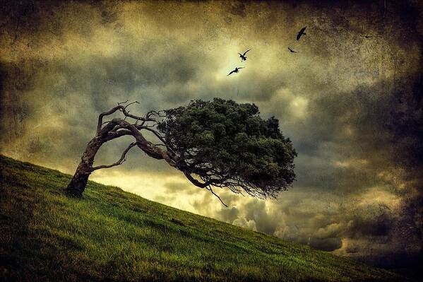 Tree Art Print featuring the photograph Winds Of Change by Peter Elgar