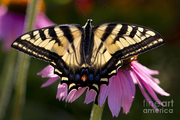 Flower Art Print featuring the photograph Wings by Douglas Kikendall