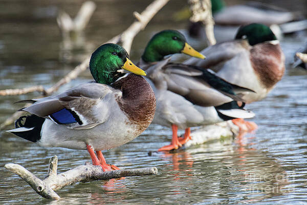 Duck Art Print featuring the photograph Winking, Blinking, and Nod by Craig Leaper