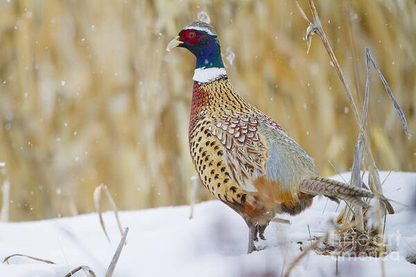 Pheasant Art Print featuring the photograph Winter Color by Douglas Kikendall