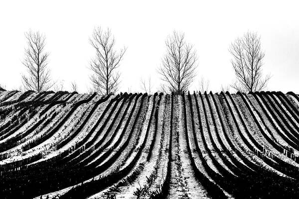 Winter Art Print featuring the photograph Winter fields by Mike Santis