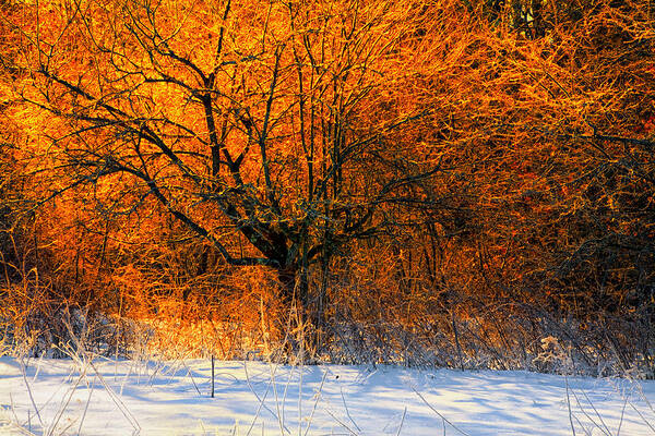 Winter Landscape Art Print featuring the photograph Winter Fire by Irwin Barrett