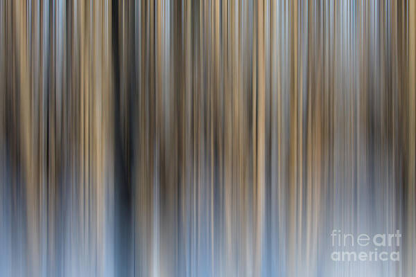 Abstract Art Print featuring the photograph Winter Forest by Roger Monahan