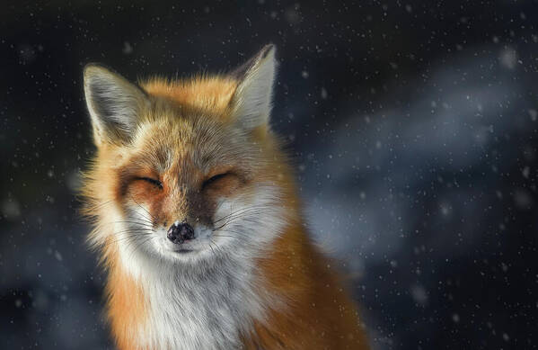 Algonquin Park Art Print featuring the photograph Winter Fox by Tracy Munson