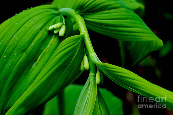 Solomon's Seal Art Print featuring the photograph Winter Has Gone by Michael Eingle