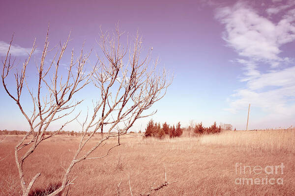 Tree Art Print featuring the photograph Winter Marshlands by Colleen Kammerer