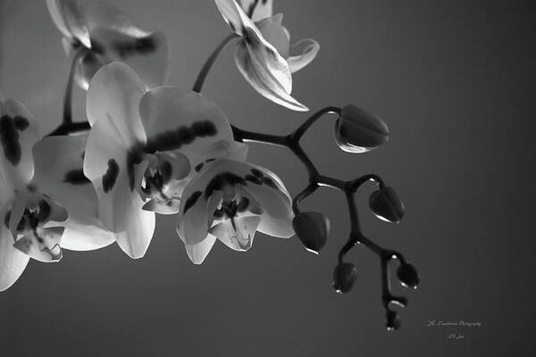 Winter Art Print featuring the photograph Winter Orchids by Jeanette C Landstrom