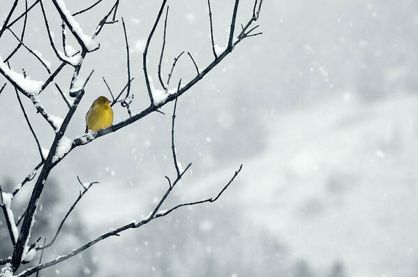 Goldfinch Art Print featuring the photograph Winter Snow with a Touch of Goldfinch for Color by Laura Mountainspring