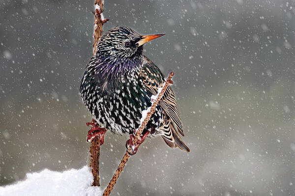 Starling Art Print featuring the photograph Winter Starling 2 by Cathy Kovarik
