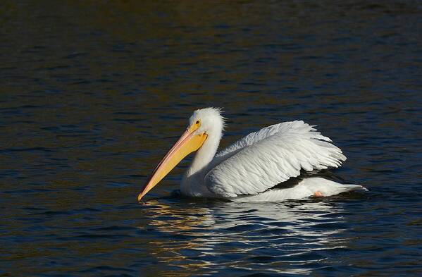 American White Pelican Art Print featuring the photograph Winter White by Fraida Gutovich