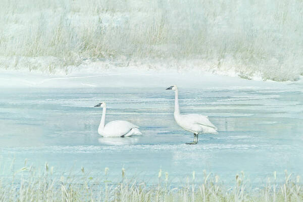 Trumpeter Swan Art Print featuring the photograph Trumpeter Swan's Winter Rest Blue by Jennie Marie Schell