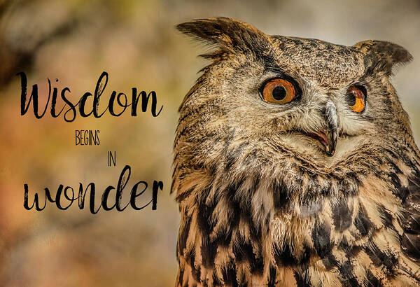 Animal Art Print featuring the photograph Wisdom Begins in Wonder by Teresa Wilson