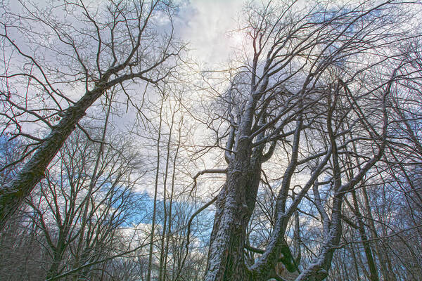 Wisdom Art Print featuring the photograph Wisdom Of The Trees by Angelo Marcialis