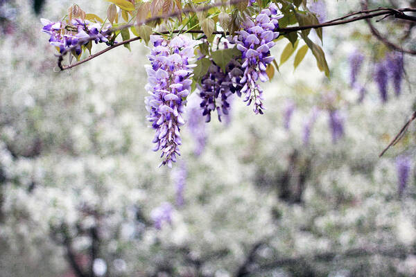 Aromatherapy Art Print featuring the photograph Wisteria by Darren Fisher