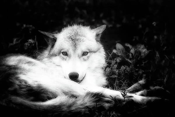 Wolf Art Print featuring the photograph Wolf Grin by Karl Anderson