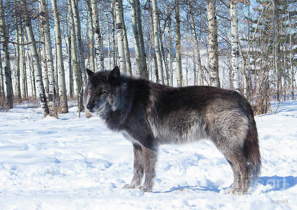 #wolfdog #print #photograph #nature #yamnuska #cochranealberta #zeus #birchtrees #outdoors Art Print featuring the photograph Wolfdog by Jacquelinemari