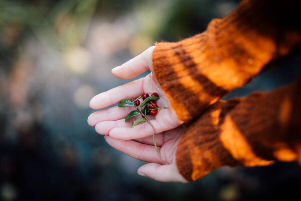 Woman Art Print featuring the photograph Woman hands holding cranberries by Aldona Pivoriene
