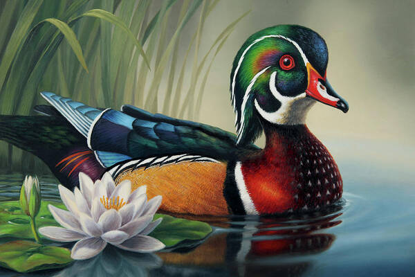 Duck Art Print featuring the painting Wood Duck and Lily Pad by Guy Crittenden