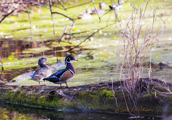 Heron Heaven Art Print featuring the photograph Wood Duck Couple by Ed Peterson