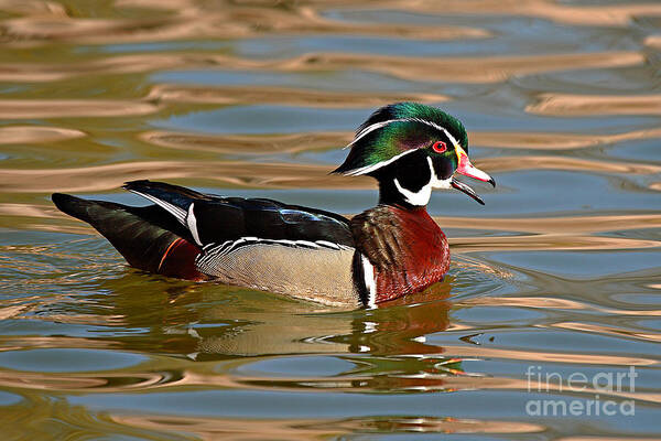 Wood Duck Art Print featuring the photograph Wood Duck Drake Calling On The Pond by Max Allen