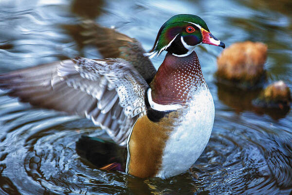 Wildlife Art Print featuring the photograph Wood Duck Flap by Bill and Linda Tiepelman