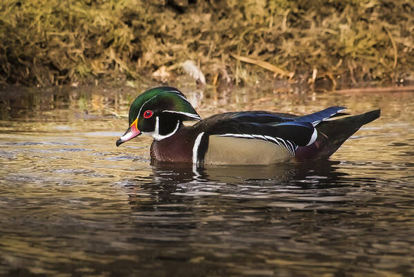 Duck Art Print featuring the photograph Wood Duck by Janis Knight