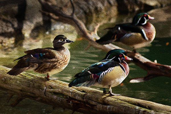 Animals Art Print featuring the photograph Wood Ducks Posing on a Log by Dennis Dame