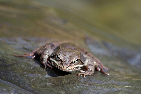 Frog Art Print featuring the photograph Wood Frog Close Up by Christina Rollo
