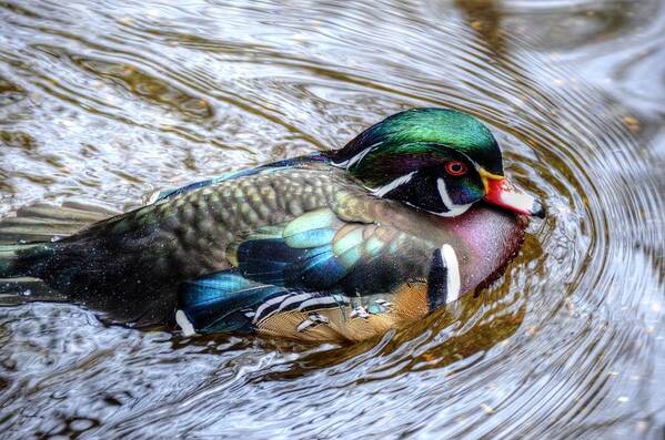 Woodduck Art Print featuring the photograph Woodduck portrait by Ronda Ryan