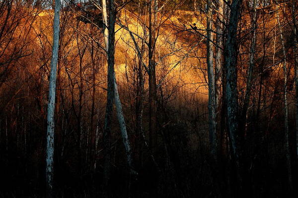 Forest Art Print featuring the photograph Woodland Illuminated by Bruce Patrick Smith