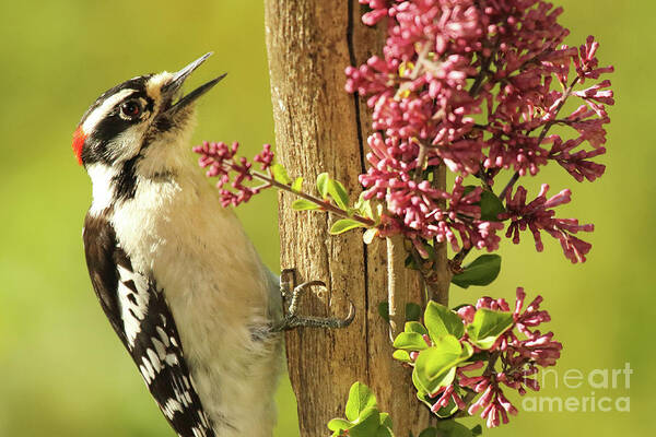Bird Art Print featuring the photograph Woodpecker Calling Among Flowers by Max Allen