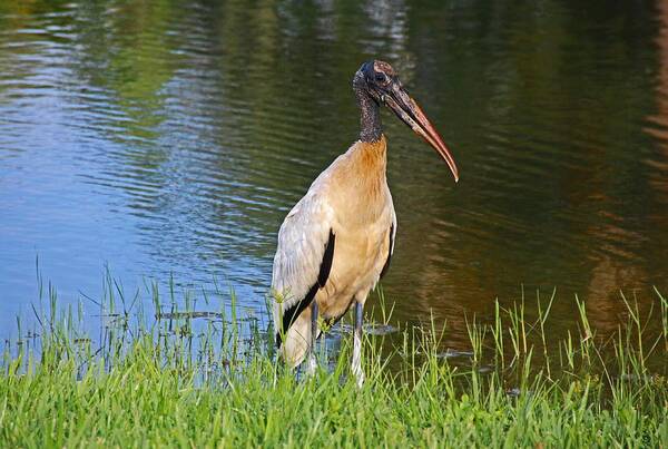 Woodstork Art Print featuring the photograph Woodstork Wading by Michiale Schneider