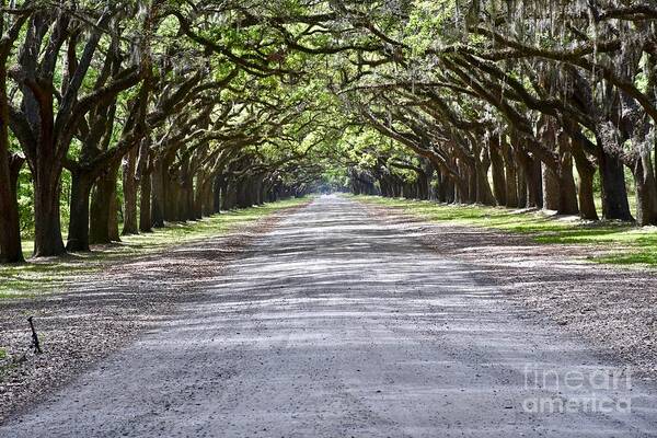 Historical Site Art Print featuring the photograph Wormsloe plantation by JL Images