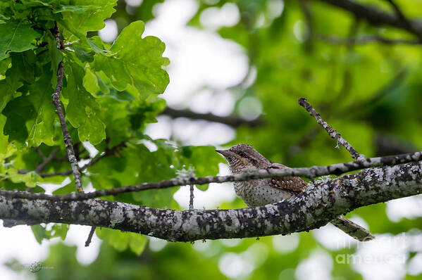 Wryneck Art Print featuring the photograph Wryneck by Torbjorn Swenelius